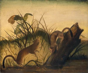 Pitkähäntäkärppä, noin 1845