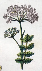 Lääke- ja elintarvikekasvit: iso paikka. Friedrich Eduard Bilzin (1842-1922) kaiverrus "" La Medicine naturelle" -kirjaan