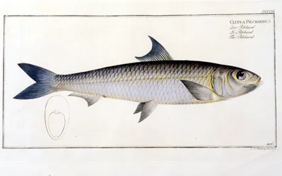 Natural History Plate: Pilchard Blochin "Ichtiology" jälkeen. Kaiverrus 1800-luvulta.