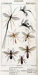Luonnontieteellinen taulu. Hyönteistiede. Hymenopteres perhe. Entomotilles: 1. Inchneumon mielenosoittaja; 2. Foene Lancier; 3. Evanie appendigastre; 4. Keltainen ophioni; 5. Valkoiseksi maalattu. Myrmeges: 1. Doryle lahti; 2. Edellyttäen punapää (Fem.) 3.