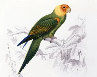 Ornitologia: Carolina papukaija. (Psittacus carolinensis)