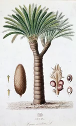 Palm Cycas Revoluta - Kasvitieteellinen lauta