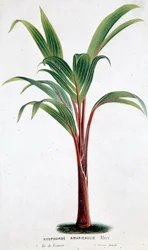 Palm Hyophorbe Amaricaulis (Mauritius) - Kasvitieteellinen lauta