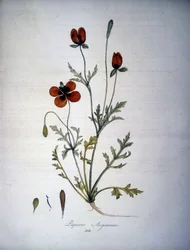 Papaver Argemone (unikon argemonen kukka ja kasvi). 1800-luvun herbaario.