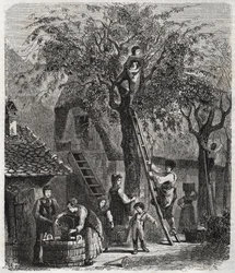 Kirsikoiden poiminta - Kirsikoiden poiminta - kaiverrus vuodelta 1860 -