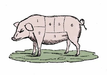 Sianlihan leikkaukset.