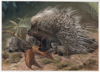 Sianlihaeepos kreeta (porc-epic) - Harjapiikki (Hystrix cristata) - kaiverrus Alfred Edmund Brehmin (1829-1884) ""Brehmin elämästä eläinten elämästä""