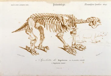 Esihistoria: Megateriumin (norsuperheeseen kuuluva maanpäällinen laiska) fossiilisen nisäkkään luuranko. Paleontologialevy otettu Charles D
