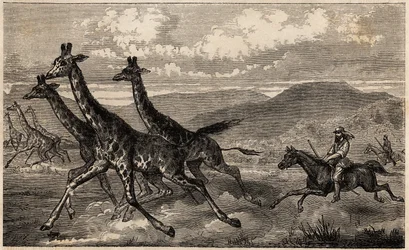 Samuel W. Baker metsästää kirahvia Keski-Afrikassa Ylä-Niilin alueella. Sir Samuel White Bakerin kaiverrus havainnollistamaan matkaa Albert-järvelle vuosina 1861-1864 "Le tour du monde, nouveau journal des voyages" -julkaisussa, joka julkaistiin Edin johdo