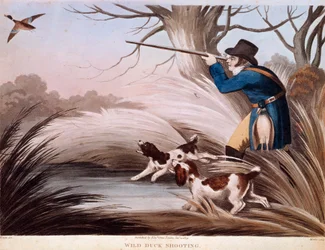 Kohtaus ankanmetsästystä Englannissa. 1800-luvun litografia Gien, metsästysmuseo