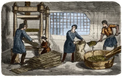 Sokerin valmistus: mehun uuttaminen juurikasmassasta. Massa täytetään pusseihin, jotka pinotaan hydraulipuristimen alustan alle. Kaiverrus vuodelta 1859 "" Tiedemuseossa""