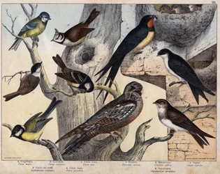 Vasemmanpuoleiset 5 lintua - a: talitiainen (Parus major), b: sinitiainen (Parus coreulus), c: kuusitiainen (Parus ater), d: töyhtötiainen (Lopophanes cristatus), e: hömötiainen (Parus palustris). Oikeanpuoleiset 4 lintua - a: haarapääsky (Hirondo