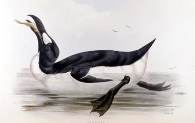 The Giant Penguin (Alca Impennis) - Euroopan linnuissa” John Gould, Lontoo