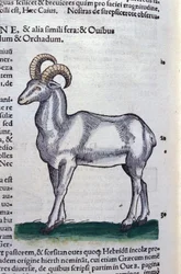 The Ibex in Historia Animalium by Conrad Gesner (1516 - 1565), Tiguri