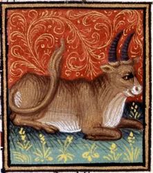 Härkä. Horoskoopin miniatyyri. 1500-luvun käsikirjoitus. Bibl. Trivulziana, Milano.