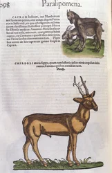 Hirvi eläinten historiassa, Conrad Gesner (1516 - 1565), Tiguri