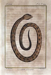Tyylikäs kyykäärme. Lauta, joka on otettu luonnontieteilijä Georges Louis Leclercin, Buffonin kreivin (1707 - 1788) "" Buffonin teosten"" luonnonhistorian petoksesta. 1800-luvulla