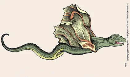 Lentävä lohikäärme Amphiptere (Amphithere tai Amphitere tai Amphipthere). Kaiverrus Conrad Gesnerin (1516-1565) teoksessa "Historia Animalium", Tiguri