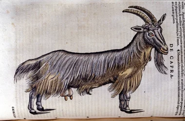 Vuohi Historia animaliumin mukaan kirjoittanut Konrad Gesner, Tiguri