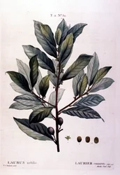 Laakeri. 1800-luvun herbaario.