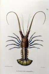 Hummeri. 1800-luvulla