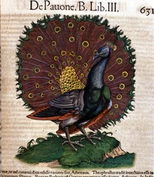 Riikinkukko Conrad Gesnerin Historia Animalium -teoksen mukaan, Tiguri 1560. Biblioteca Nazionale Braidense, Milano