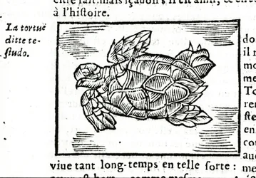 Merikilpikonna Gerolamo Cardanon (Cardanus Hieronymus) (Cardan) traktaatin "" De la subtlite" mukaan, painettu Rouenissa vuonna 1642.