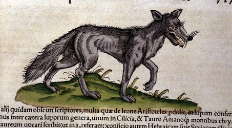 Susi Conrad Gesnerin Historia Animalium -teoksen mukaan, Tiguri 1560. Biblioteca Nazionale Braidense, Milano