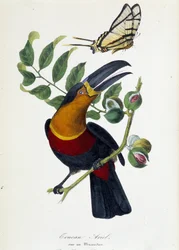 Tukaani Ariel Muscadierilla ja Butterfly Protesilas - "" Le jardin des plantes: täydellinen historiallinen ja maalauksellinen kuvaus luonnonhistoriallisesta museosta", kirjoittanut Lamaout, Pariisi 1843