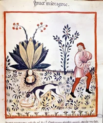 Lääketieteellinen tutkielma "Tacuinum sanitatis", 1300-luku. Alruunan korjuu. Biblioteca Nazionale Braidense, Milano