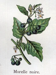 Myrkyllisiä kasveja: mustakoiso. Kaiverrus Friedrich Eduard Bilzin (1842-1922) teoksessa Luonnollinen lääkintä
