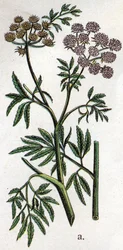 Myrkylliset kasvitieteelliset kasvit: vesihelma tai vesihemlock, joka tunnetaan myös nimellä rautahelma (Cicuta virosa). Friedrich Eduard Bilzin (1842-1922) kaiverrus tekstiin "Luonnollinen lääketiede"