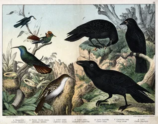 a: puukiipijä (Certhia familiaris), b: pieni kärpäslintu (Mellisuga minima), c: koristetöyhtökolibri (Lophornis ornata), d: safiirikolibri (Hylocharis sapphirina), e: keisarillinen korppi (Corvus corax), f: nokivaris (Corvus corone), g: korppi (Corvus
