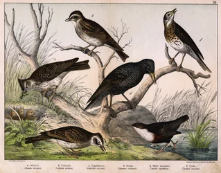 a: Pohjoinen kiuru (Lark arvensis), b: Lulu kiuru (Lullula arborea), c: Cappellaccia (Galerita cristata), d: Sansonnet kottarainen (Sturnus vulgaris), e: ankka (Cinclus aquaticus), f: sammas (Turdus musicus) - julkaisussa "Lintujen luonnonhistoria", toim. 