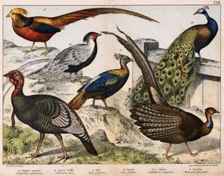 a: hopeafasaani (Euplocamus nycthemerus), b: kultafasaani (Thaumalea picta), c: kuningasfasaani (Argus giganteus), d: siniriikinkukko (Pavo cristatus), e: himalajanloistofasaani (Lophophorus impeyanus), f: kalkkuna (Meleagris gallo-pavo), teoksessa