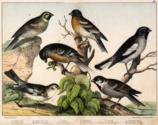 a: Varpunen (Emberiza circlus), b: Lumivarpunen (Plectrophanes nivalis), c: Varpunen (Pour domesticus), d: Pinson (Fringilla coelebs), e: Northern Pinson (Fringilla montifringilla), Niverolle (Montifringilla nivalis) - in " Lintujen luonnonhistoria", toim.