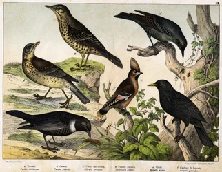 a: kulorastas (Turdus viscivorus), b: räkättirastas (Turdus pilaris), c: sepelrastas (Merula torquata), d: sinirastas (Monticola cyanus), e: mustarastas (Merula nigra), f: tilhi (Ampelis garrulus) - teoksessa Lintujen luonnonhistoria, kust. Hoepli, Milano