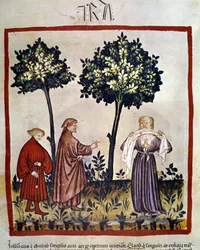 Vesikauhu tai vihainen henkilö, joka puristaa kangasta hampaidensa välissä. 1300-luvun kuvitus teoksesta "Tacuinum Sanitatis", Wien, kansalliskirjasto.