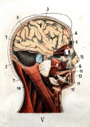 Anatomia: ihmisen kallon poikkileikkaus sekä aivojen ja kasvojen leikkaus. Taulu esittää kallon tasolla olevat rauhaset, aivolohkot ja pikkuaivot. F. E. Bilzin "Uusi luonnonmukainen hoitomenetelmä". 1898.