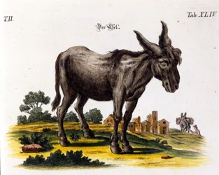 Ankey. 1700-luvun edustus.