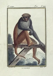 BUFON, Georges-Louis Leclerc, kreivi (1707-1788). Rhesusapinat (rhesus). Kuvitus teoksesta "Histoire naturelle, generale et particular".