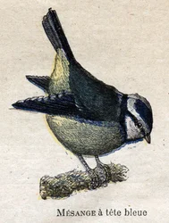 Maanviljelykselle hyödylliset linnut: Blue-headed Meanage