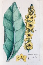 Tummatulikukka