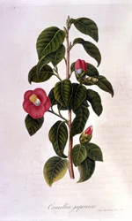 Kasvitieteellinen taulu: Camelia Japanista. 1800-luvun kaiverrus