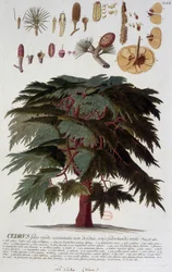 Kasvitieteellinen levy: Cedar. n.d. 1800-luvulla.