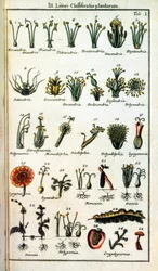 Kasvitieteellinen taulu: Carl von LINNE (1707-1778), ruotsalainen luonnontieteilijä "" Compendium Botanices Systematis Linnean" -kirjassa, on kasviluokittelu. Painos