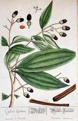 Cinnamon de Malabar (Intia) - kasvitieteellinen lauta