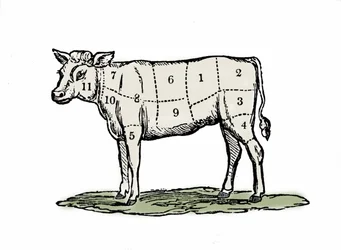 Vasikanlihan kiinnitys.