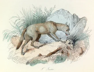 "Completes de Buffon", jossa on Linneenen nimikkeistö ja Cuvierin luokitus: Les animaux: Le fox arctic (kaiverrus).