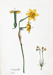 Narsissi